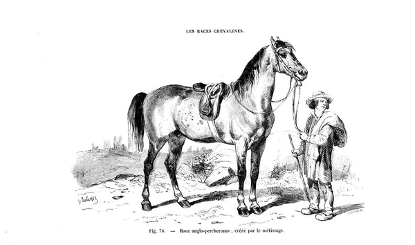 Illustrazione Cavallo Vecchia Immagine — Foto Stock