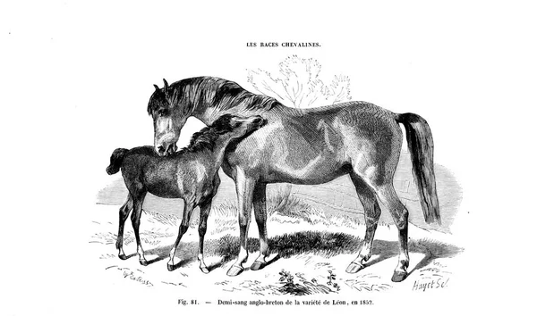 Illustration Cheval Ancienne Image — Photo