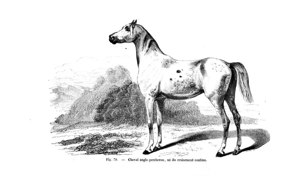 Ilustración Caballo Imagen Antigua — Foto de Stock