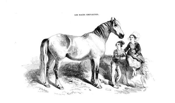 Ілюстрація Коня Старе Зображення — стокове фото