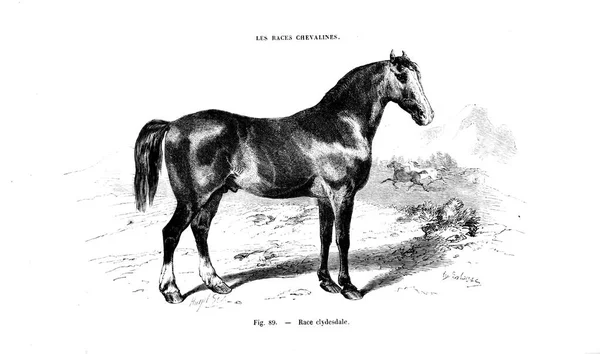 Illustration Des Pferdes Altes Bild — Stockfoto