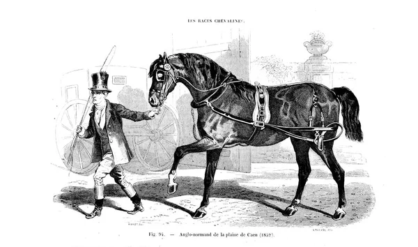 Иллюстрация Лошади Старое Изображение — стоковое фото