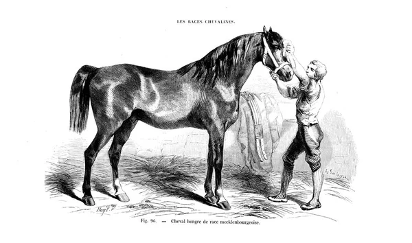 Illustration Cheval Ancienne Image — Photo