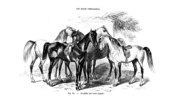 Ilustración Caballo Imagen Antigua — Foto de Stock