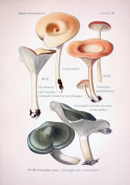 Mantar Illustration. Eski resim