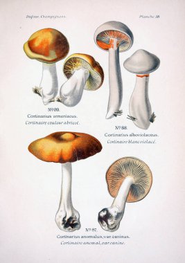Mantar Illustration. Eski resim