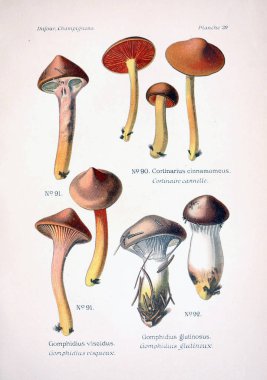 Mantar Illustration. Eski resim
