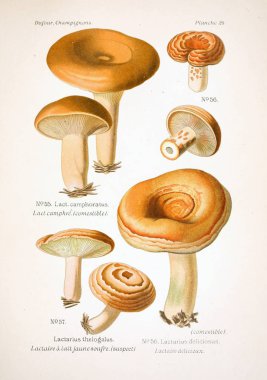 Mantar Illustration. Eski resim
