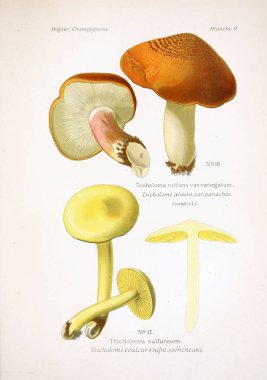 Mantar Illustration. Eski resim