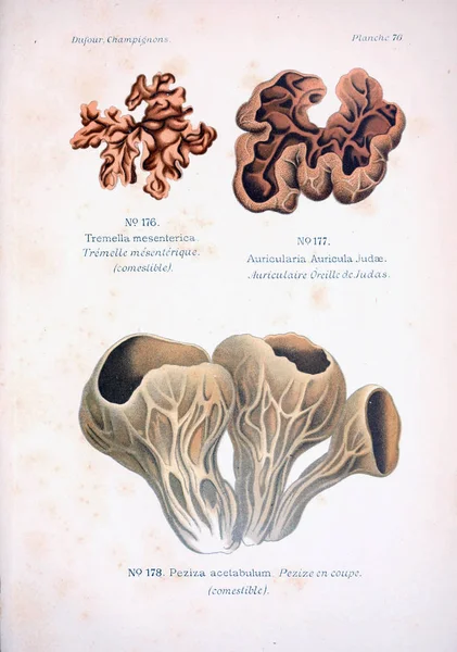 Illustration Von Pilzen Altes Bild — Stockfoto