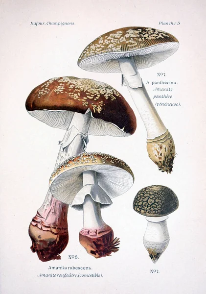 Ilustração Cogumelos Imagem Antiga — Fotografia de Stock