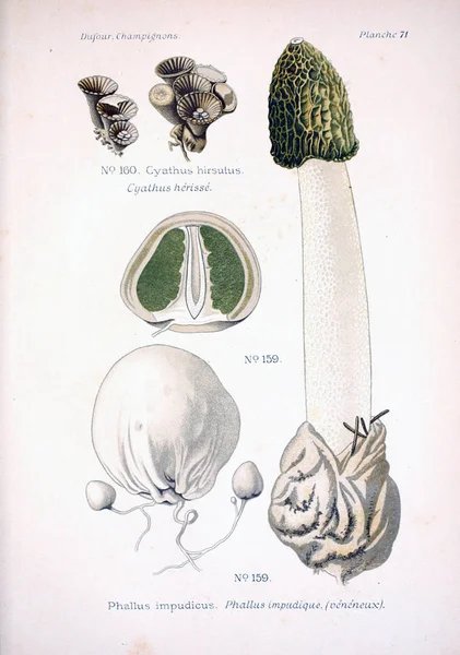 Illustratie Van Paddestoelen Oude Beeld — Stockfoto