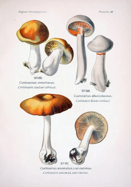 Illustratie Van Paddestoelen Oude Beeld — Stockfoto