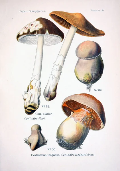 Illustration Champignons Ancienne Image — Photo