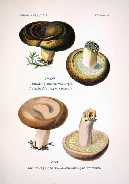 버섯의 그림입니다 이미지 — 스톡 사진