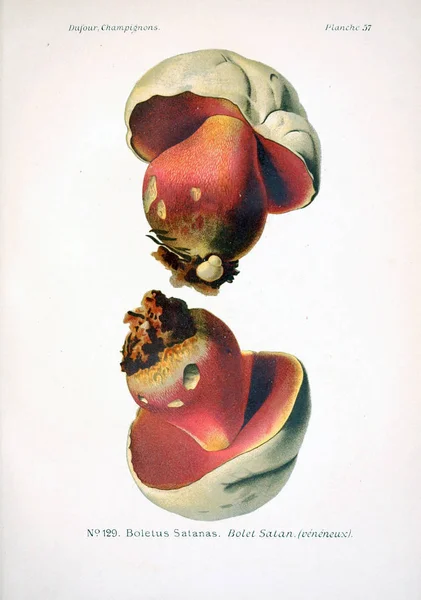 Illustration Champignons Ancienne Image — Photo