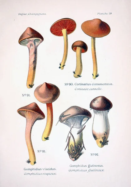 Illustratie Van Paddestoelen Oude Beeld — Stockfoto