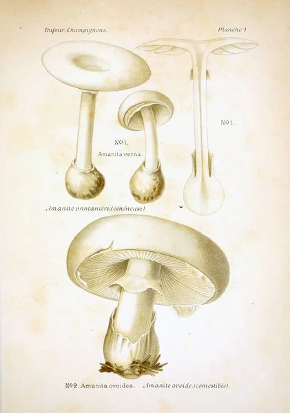 Ilustracja Grzybami Stary Obraz — Zdjęcie stockowe