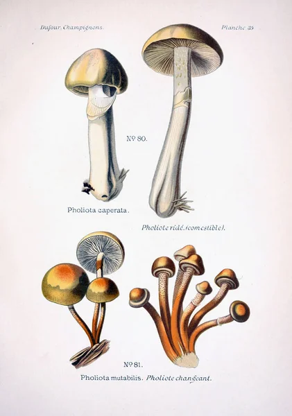 Illustration Champignons Ancienne Image — Photo