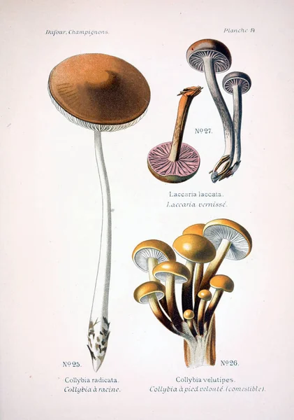 버섯의 그림입니다 이미지 — 스톡 사진