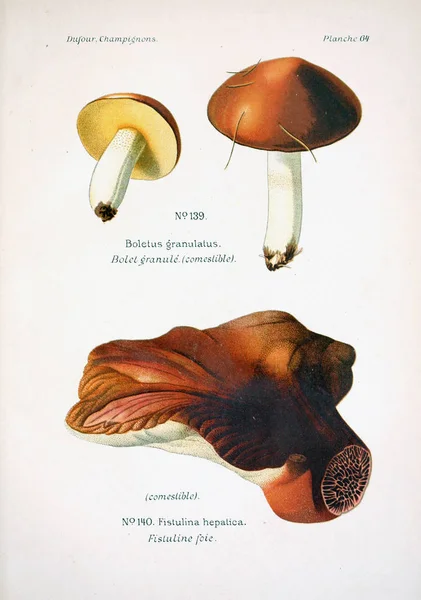 Illustrazione Dei Funghi Vecchia Immagine — Foto Stock