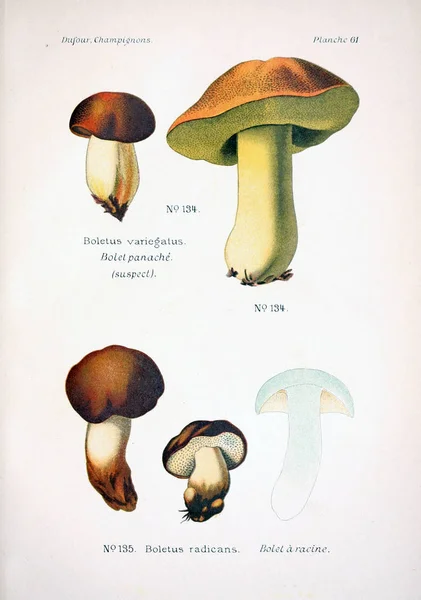 Illustrazione Dei Funghi Vecchia Immagine — Foto Stock