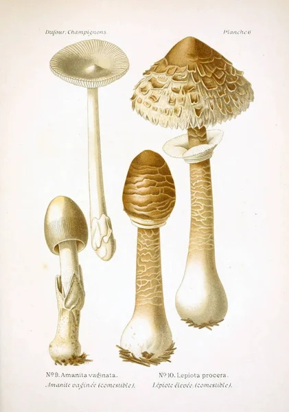 Illustration Champignons Ancienne Image — Photo