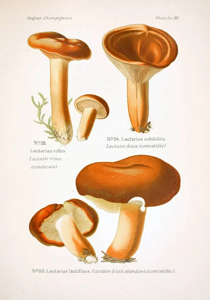 Illustrazione Dei Funghi Vecchia Immagine — Foto Stock