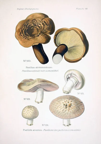 Illustrazione Dei Funghi Vecchia Immagine — Foto Stock