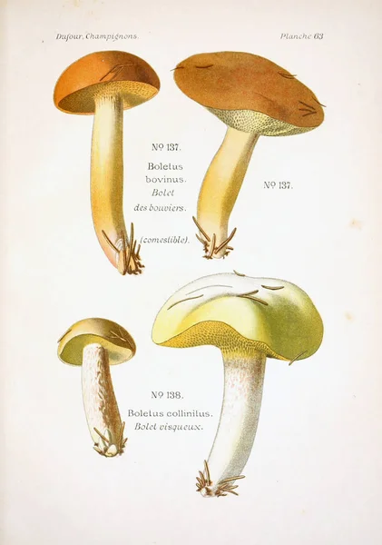 Illustration Mushrooms Old Image — Stock Photo, Image