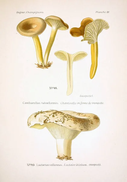 Illustrazione Dei Funghi Vecchia Immagine — Foto Stock