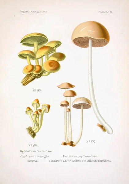 Illustration Champignons Ancienne Image — Photo