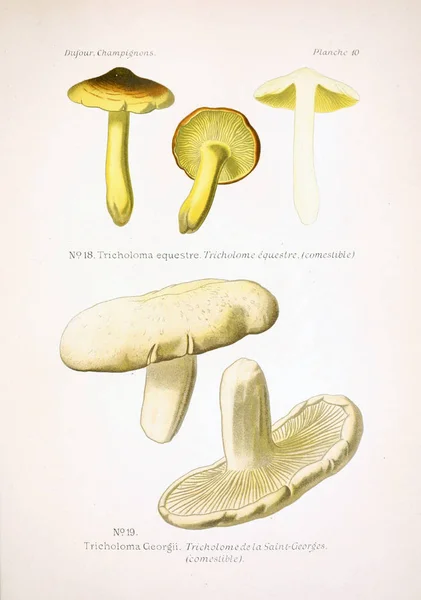 Illustrazione Dei Funghi Vecchia Immagine — Foto Stock