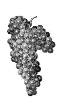 Sanat resim. Resimde beyaz arka plan üzerinde. Üzüm