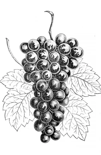 Sztuka Obrazu Ilustracja Białym Tle Winogron — Zdjęcie stockowe
