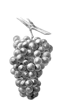 Sanat resim. Resimde beyaz arka plan üzerinde. Üzüm