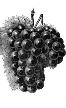 Sanat resim. Resimde beyaz arka plan üzerinde. Üzüm