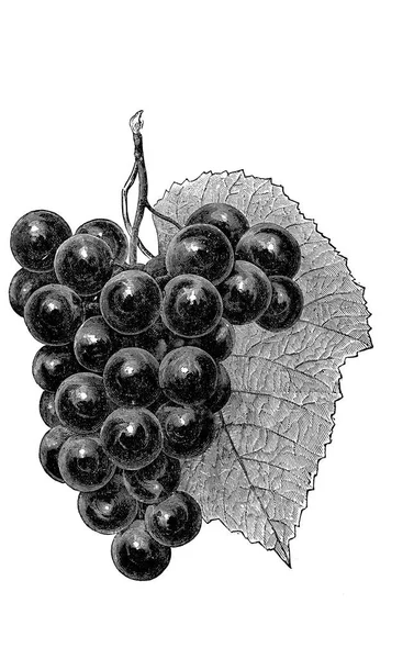 Art Picture Illustration White Background Grape — Stock Photo, Image