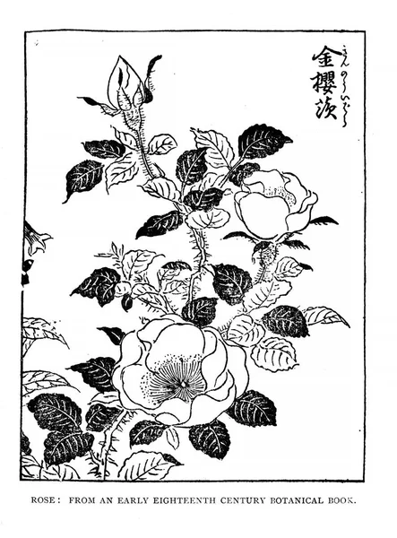 Japon Art Image Rétro Ancienne — Photo