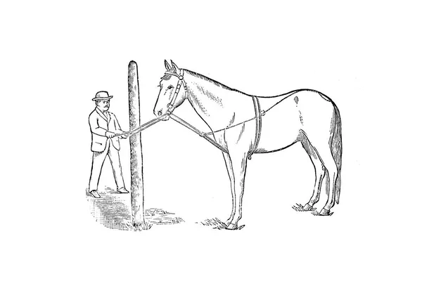Koń Białym Tle Obraz Retro Stary — Zdjęcie stockowe