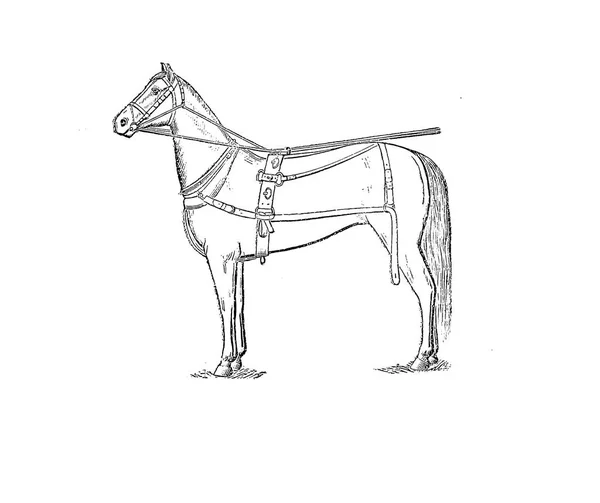 Desenho de mula Stock Photos, Royalty Free Desenho de mula Images