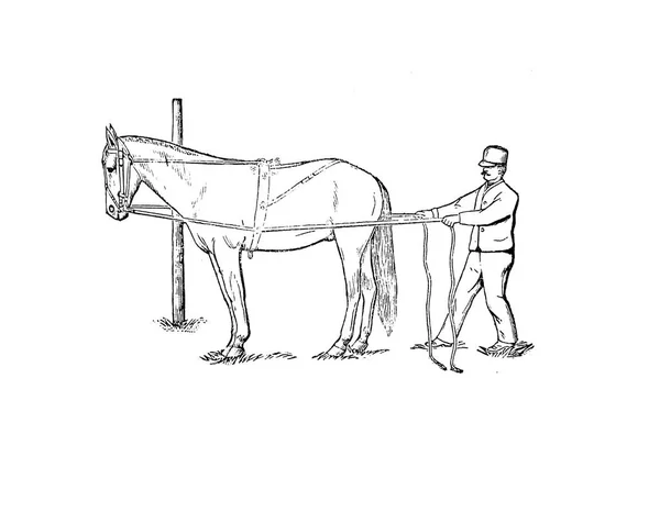 Koně Retro Starý Obraz Samostatný — Stock fotografie