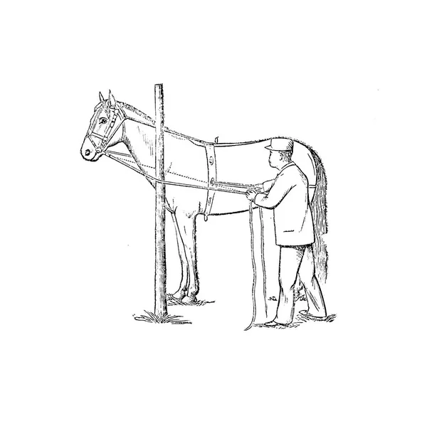 Cavallo Retro Vecchia Immagine Isolata — Foto Stock