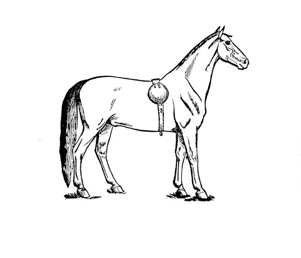 Кінь Ретро Старе Зображення Ізольовані — стокове фото