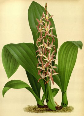 Çiçek. Retro ve eski görüntü