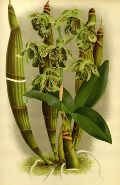 Çiçek. Retro ve eski görüntü