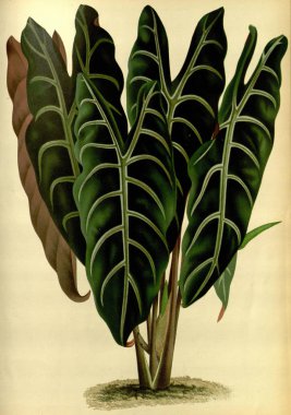 Çiçek. Retro ve eski görüntü