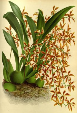 Çiçek. Retro ve eski görüntü