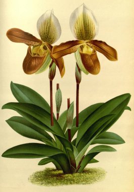 Çiçek. Retro ve eski görüntü