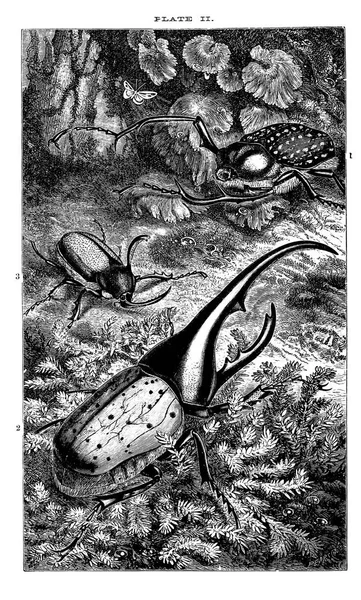Ilustrace Hmyzu Retro Starý Obraz — Stock fotografie